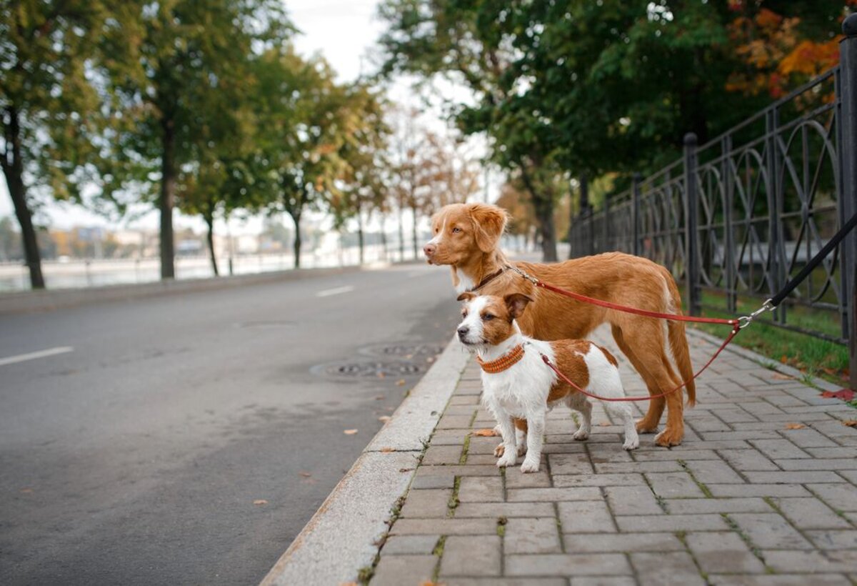 Hunde beim Gassigehen