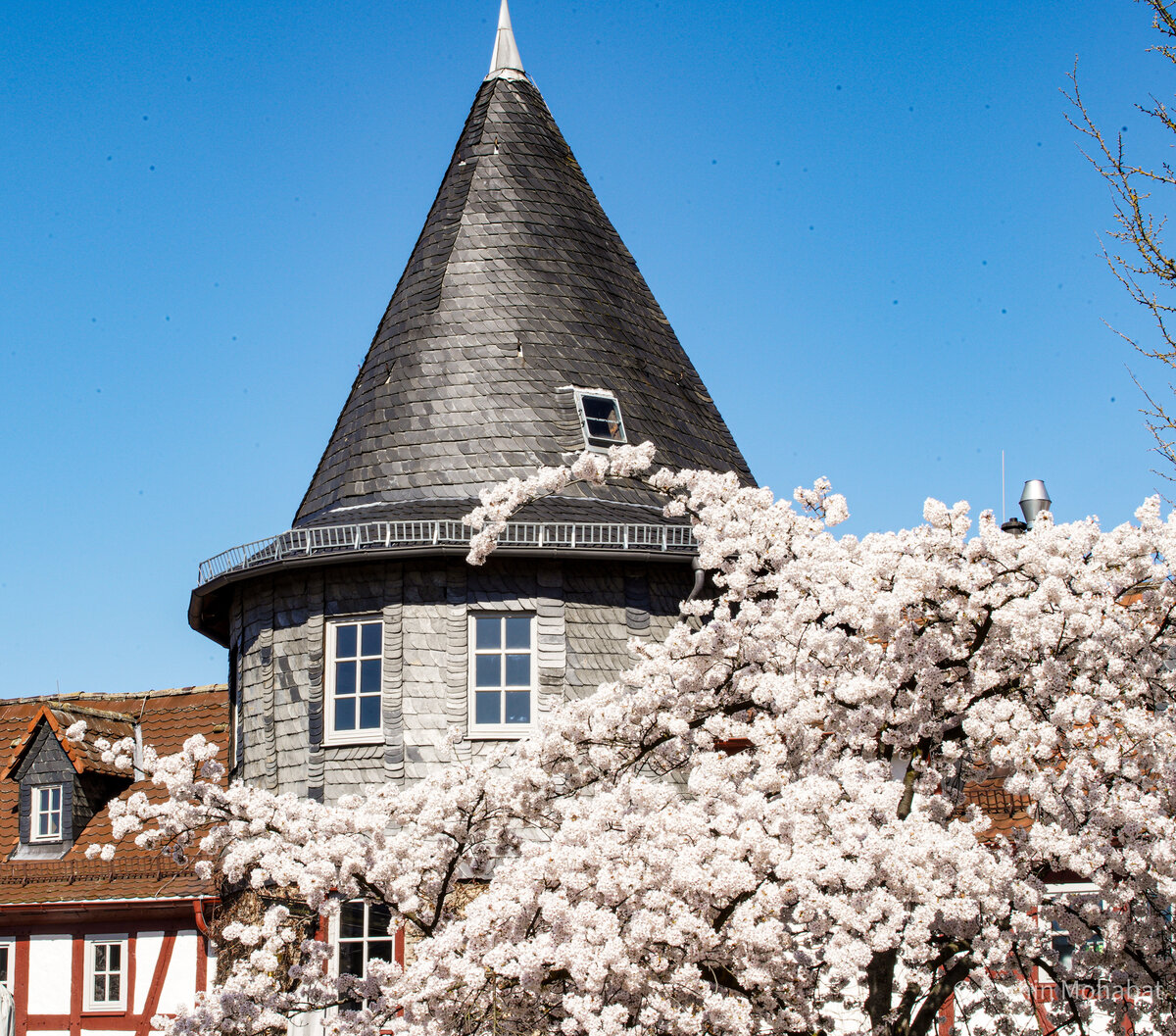 Blick auf das Türmchen und Kirschblüten im Vordergrund