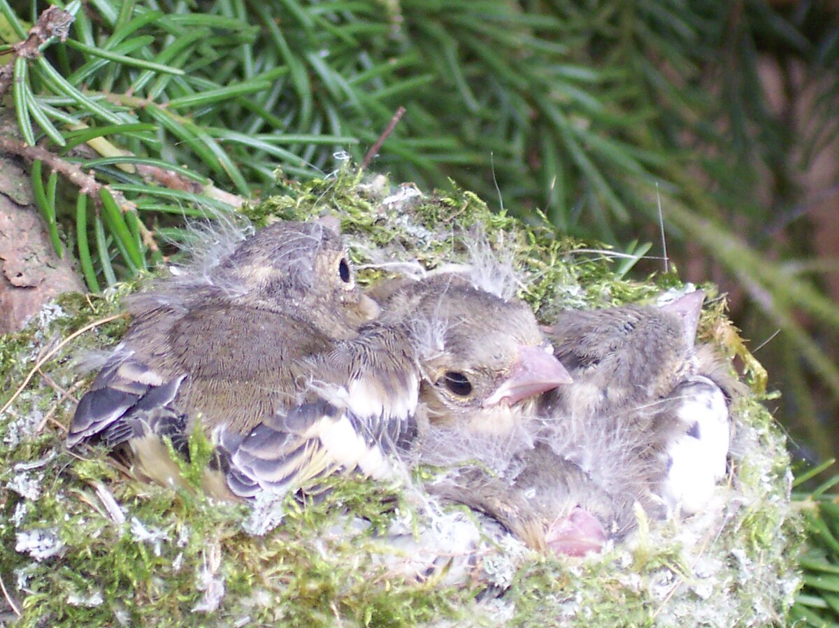 Jungvögel im Nest