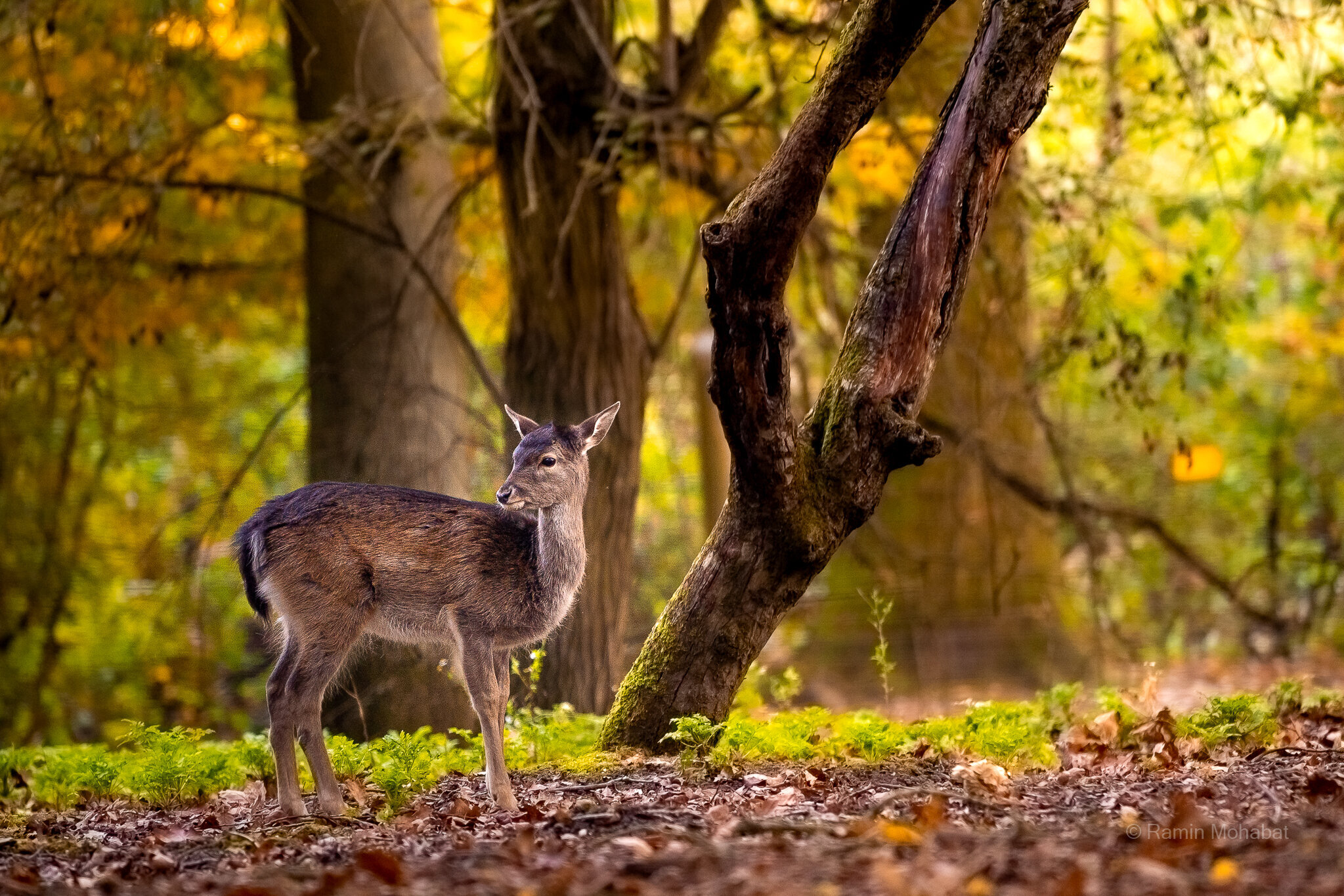 Reh im Wald