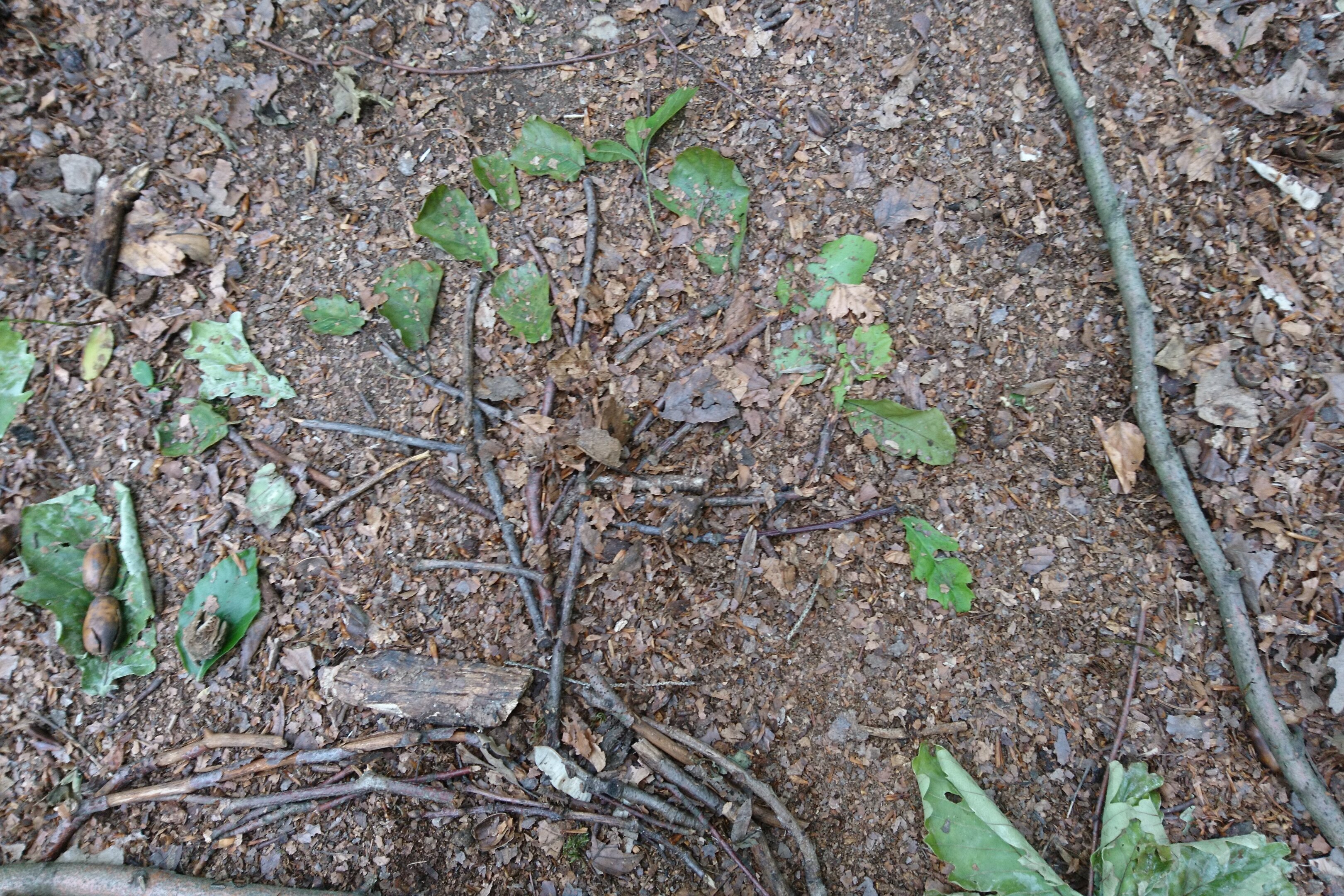 Äste bilden einen Baum