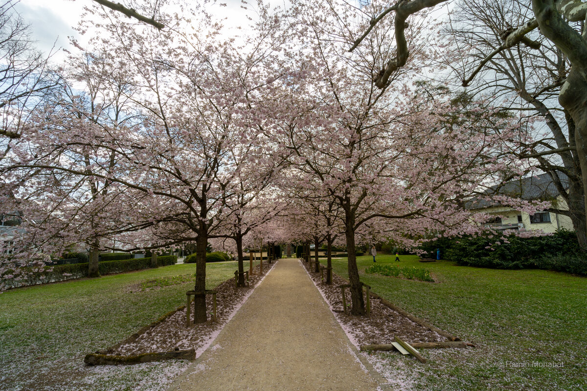 Kirschblüten am Wegrand zum Ehrenmal