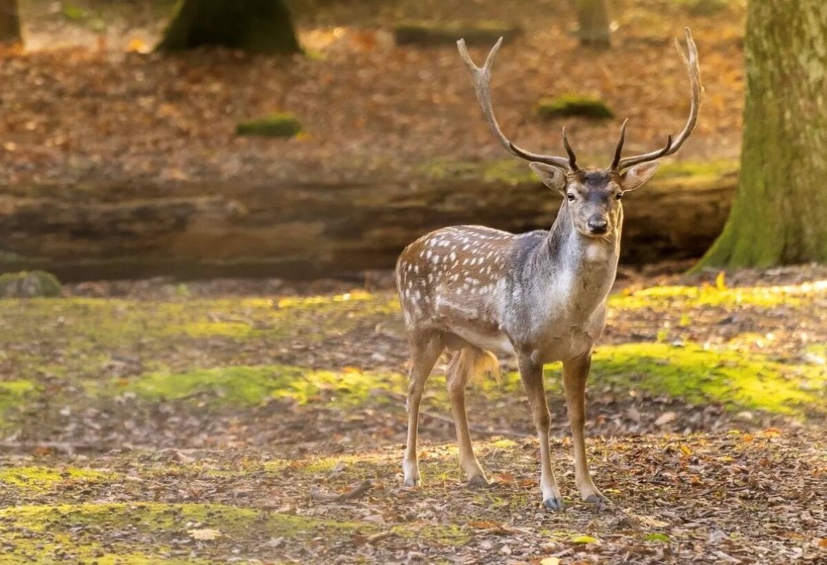 Hirsch im Wildpark