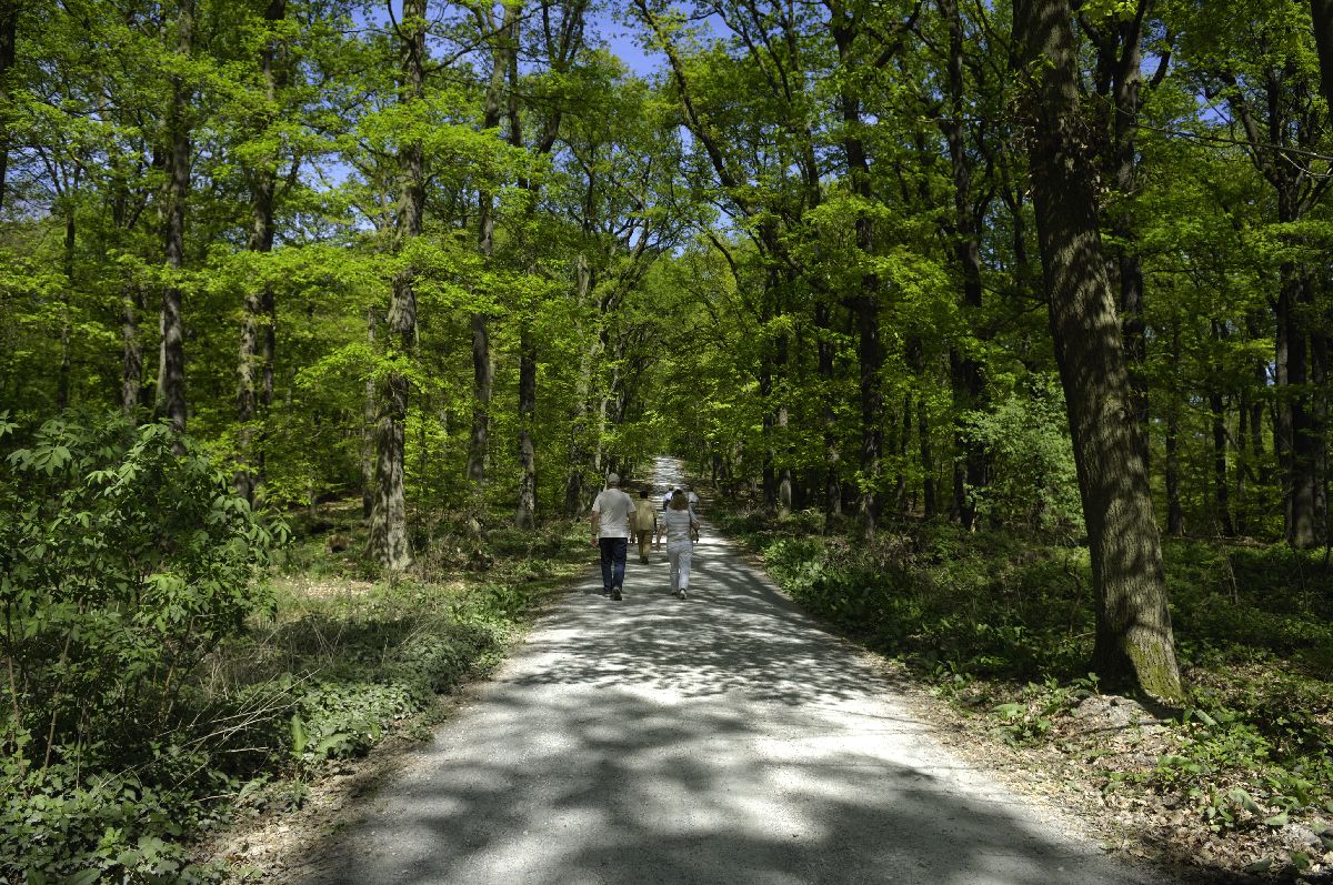 Spaziergänger im Wald