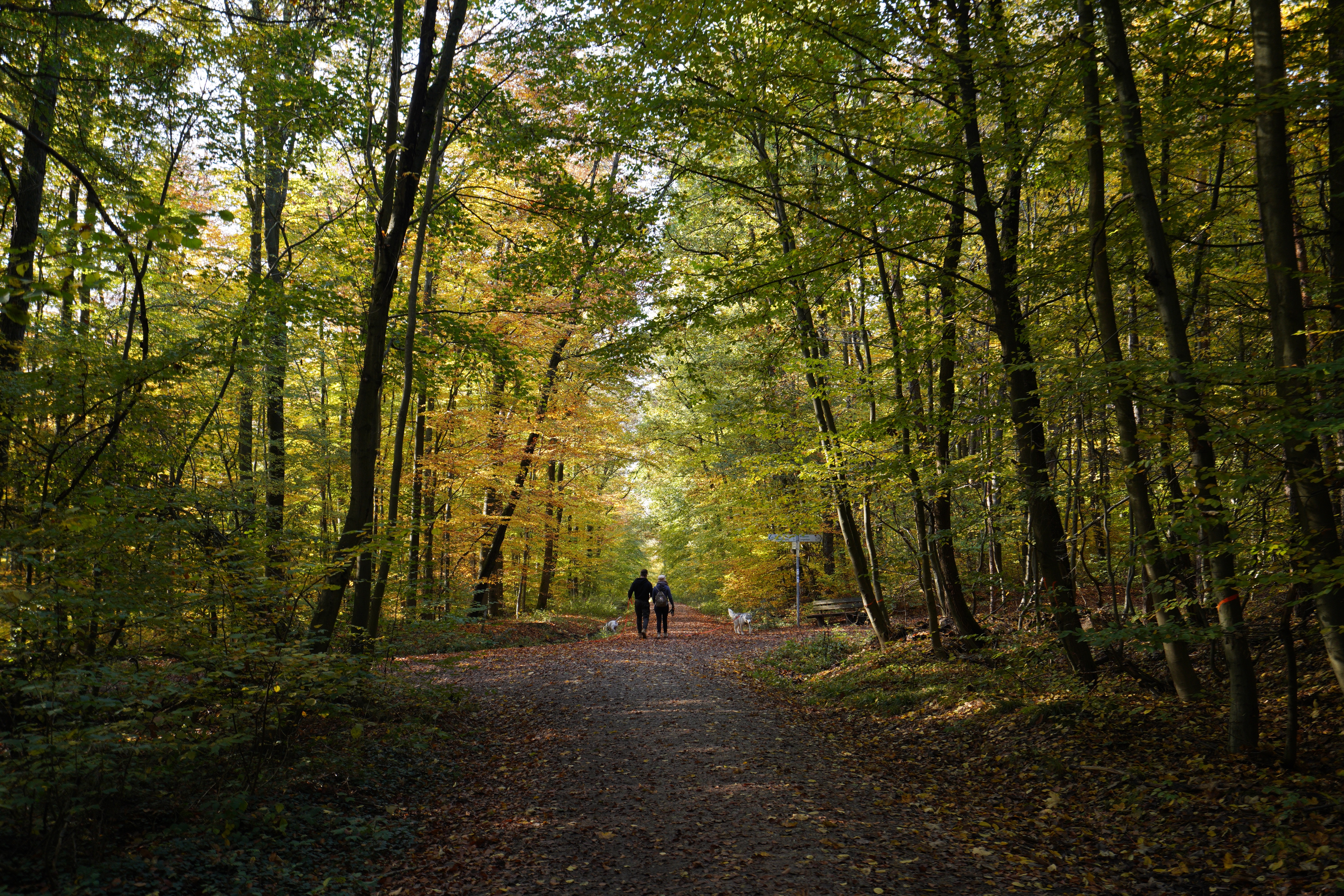 Spaziergänger im Hofheimer Wald