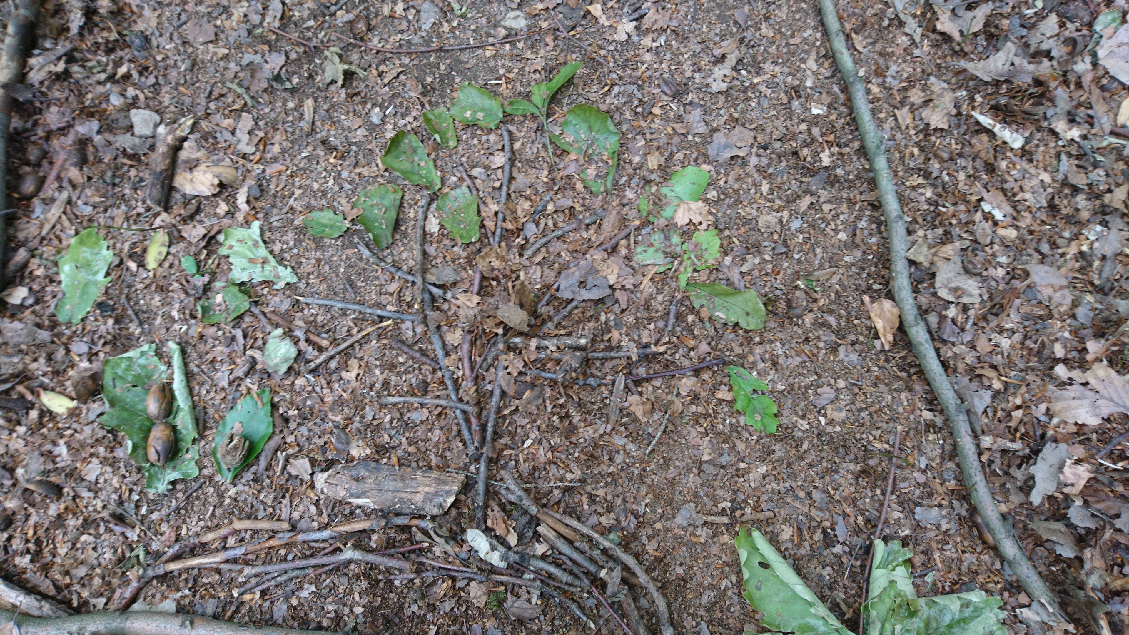 Äste bilden einen Baum